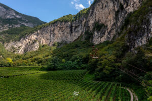 vigneti cantina mas dei chini trento