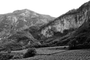 Cantina Mas dei Chini Trento - Daniele Bolgia Fotografia